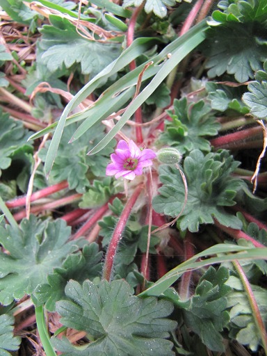 Fleur de Geranium