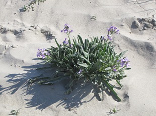 Giroflée des Dunes