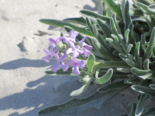 Fleur de Girofle des Dunes