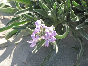 Fleurs de Giroflée des Dunes