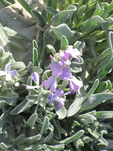 Fleur de Giroflée des Dunes