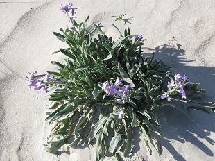 Giroflée des Dunes