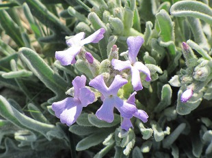 Girofle des Dunes