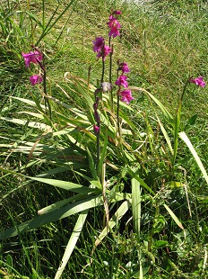 Glaïeul des Marais