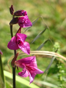Fleur de Glaïeul des Marais
