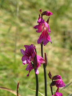 Fleur de Glaieul des Marais
