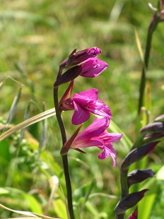 Fleurs de Glaieul des Marais