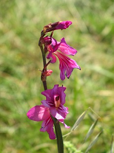 Glaieul des Marais