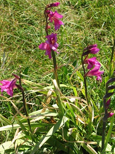 Fleurs de Glaïeul des Marais