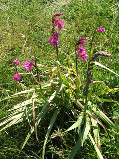 Glaïeul des Marais