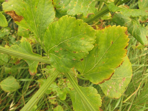 Feuilles de Grand Boucage
