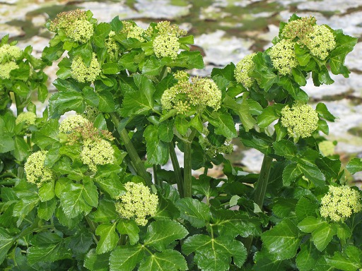 Fleur de Grand Boucage