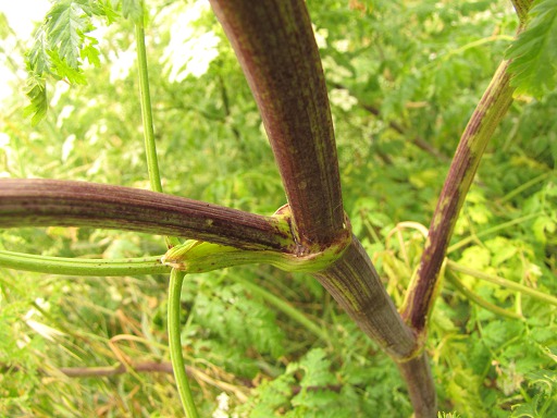 Tige de Grande cigue