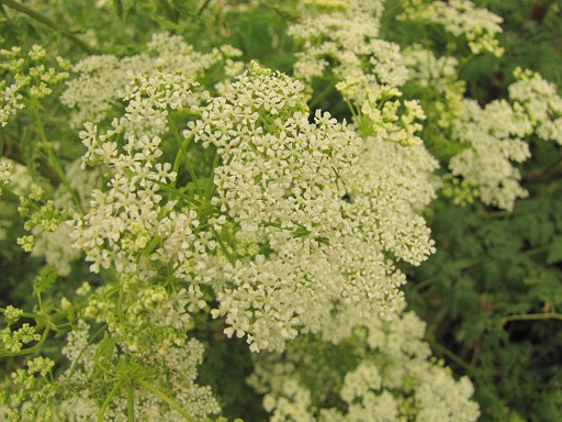 Fleurs de Grande ciguë