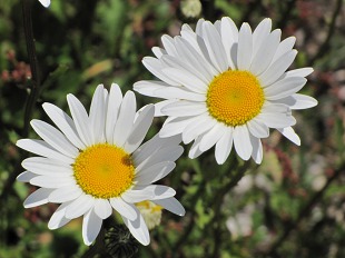 Grande Marguerite