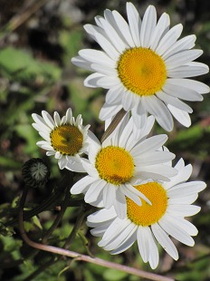Grandes Marguerites