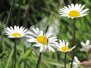 Fleurs de Grandes Marguerites
