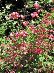 Fleurs d'Heuchere