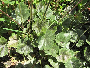 Feuilles d'Heuchère