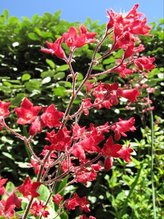 Fleurs d'Heuchère