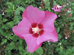 Hibiscus