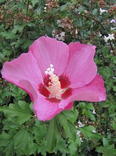 Hibiscus