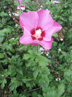 Hibiscus