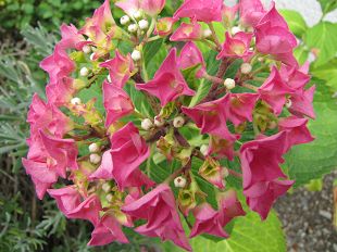Hortensia