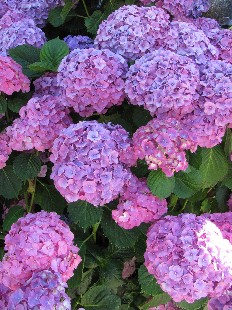 Hortensia