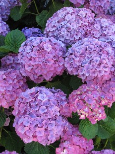 Hortensia