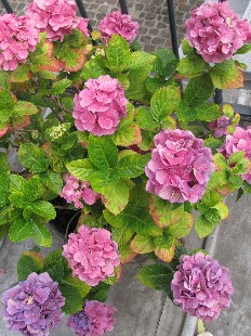 Hortensia