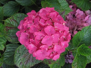 Hortensia