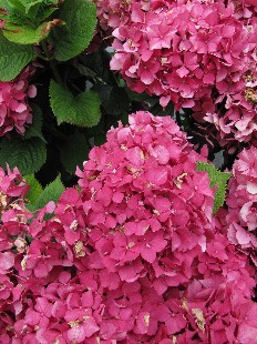 Hortensia
