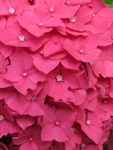 Fleurs d'Hortensia