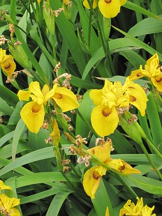 Iris Jaune