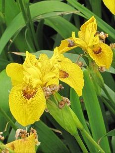 Fleurs d'Iris Jaune