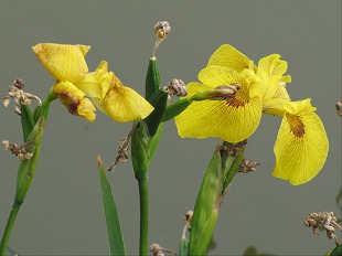Iris