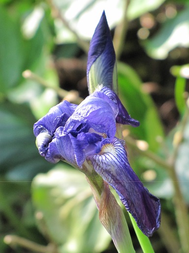 Fleur d'Iris Bleu