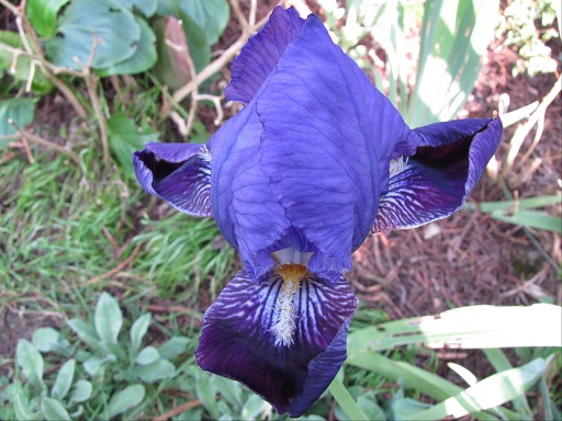 Fleur d'Iris Bleu