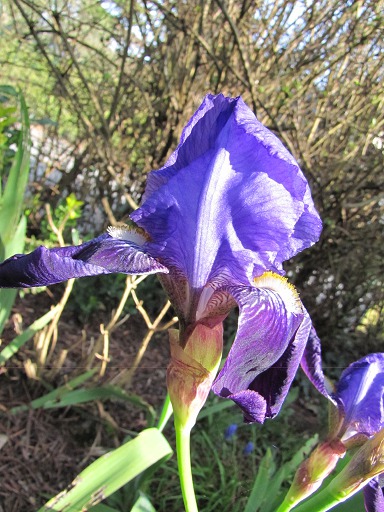 Fleur d'Iris Bleu