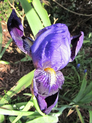 Fleur d'Iris Bleu