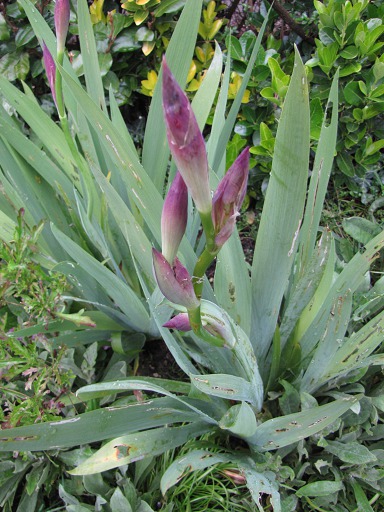 Fleur d'Iris