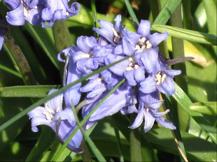 Fleur de Jacinthe des bois