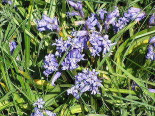 Jacinthe des bois