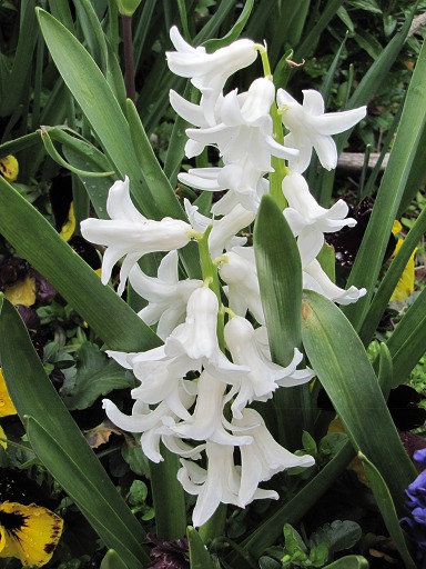 Fleur de Jacinthe