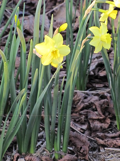 Fleurs de Jonquille