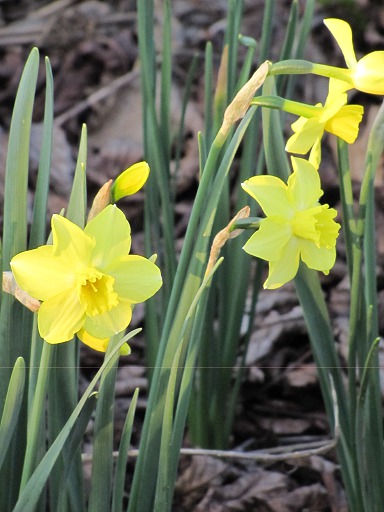 Fleurs de Jonquille