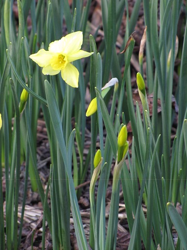 Fleurs de Jonquille