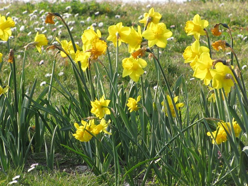 Jonquilles