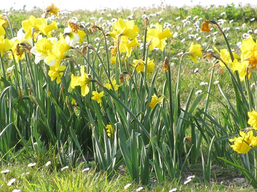 Jonquilles